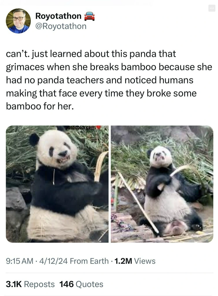 panda makes face breaking bamboo - Royotathon can't. just learned about this panda that grimaces when she breaks bamboo because she had no panda teachers and noticed humans making that face every time they broke some bamboo for her. 41224 From Earth 1.2M 